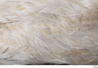 Bird 10 back feathers wing 0001.jpg